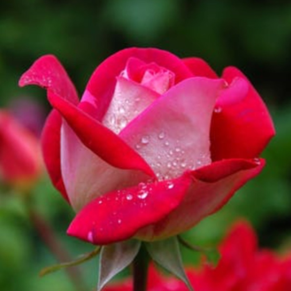 Meet your Posher, Rose